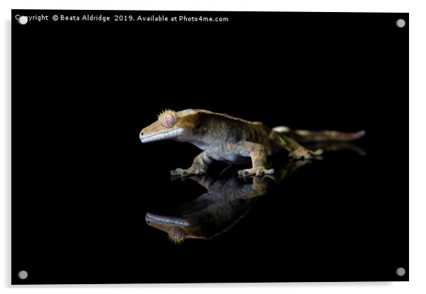 Crested gecko (Correlophus ciliatu) Acrylic by Beata Aldridge