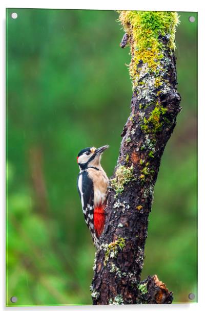 Great spotted woodpecker (Dendrocopos major Acrylic by Beata Aldridge