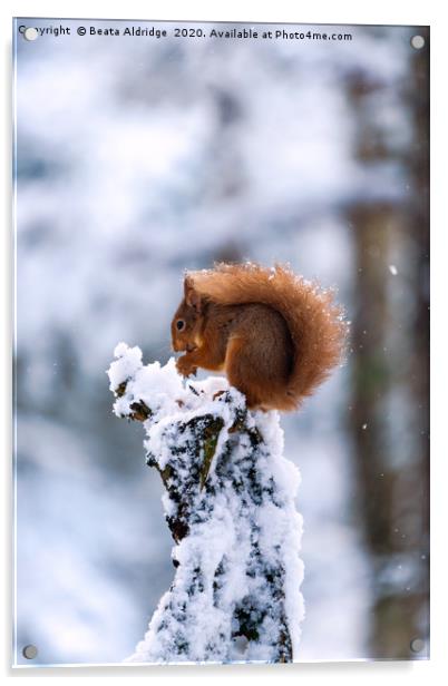 Red Squirrel (Sciurus vulgaris) Acrylic by Beata Aldridge