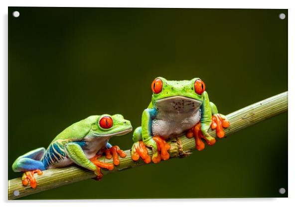 Red-eyed tree frogs Acrylic by Beata Aldridge