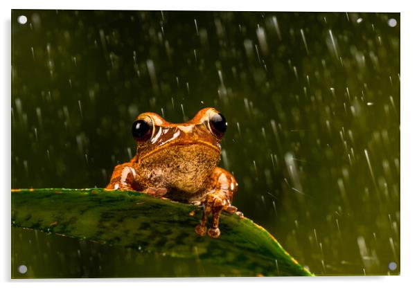 Rough Frilled Frog Acrylic by Beata Aldridge