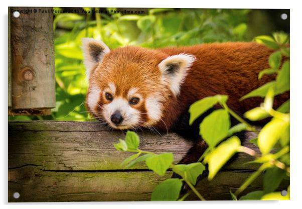  Red Panda Relaxing Acrylic by Paul Muscat