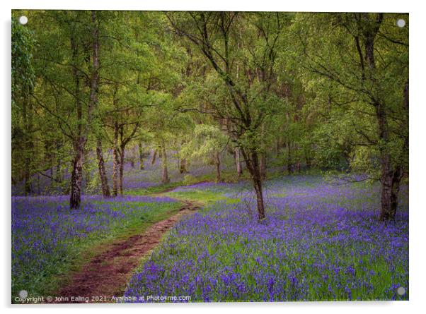 Bluebell Walk Acrylic by John Ealing