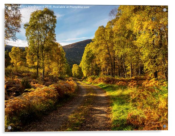 Golden Path Acrylic by Iain MacDiarmid