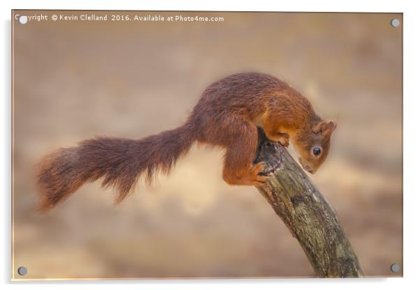 Naughty Squirrel Acrylic by Kevin Clelland