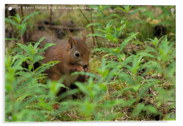 Red Squirrel Acrylic by Kevin Clelland