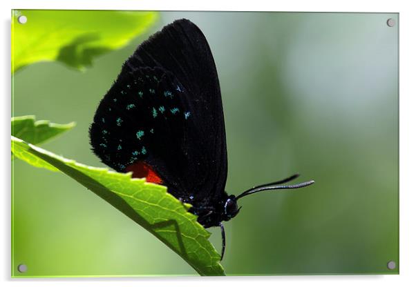  Black Butterfly Blue Spots Acrylic by Shawn Jeffries