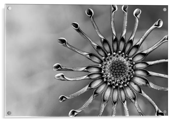  Spoon Peddle Daisy Mono Acrylic by Shawn Jeffries