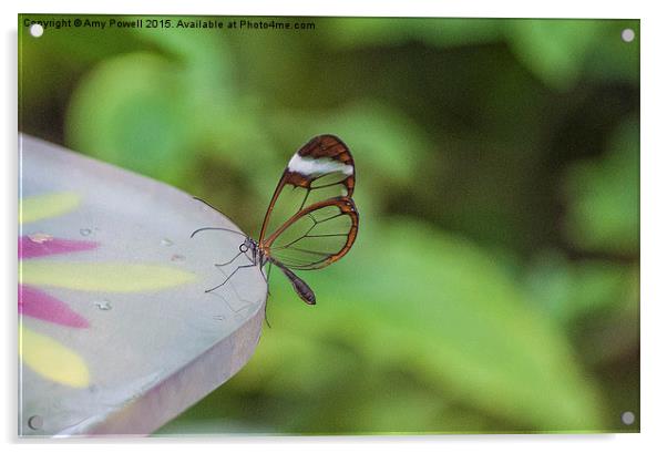  Glass Winged Butterfly Acrylic by Amy Powell