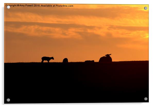  Lambing Season Acrylic by Amy Powell