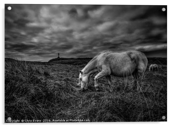 Llanddwyn Island Wild Horses  Acrylic by Chris Evans