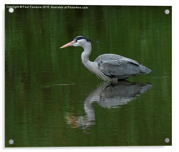  Heron chillin Acrylic by Paul Fouracre