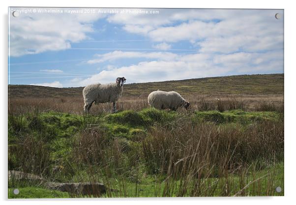  Sheep at Haworth Acrylic by Wilhelmina Hayward