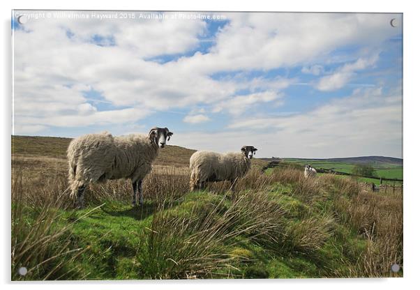  Sheep on a hillside  Acrylic by Wilhelmina Hayward