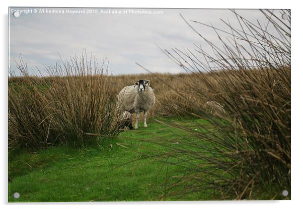  Sheep on a hillside hiding Acrylic by Wilhelmina Hayward