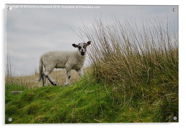  Little Lamb on a Hillside Acrylic by Wilhelmina Hayward