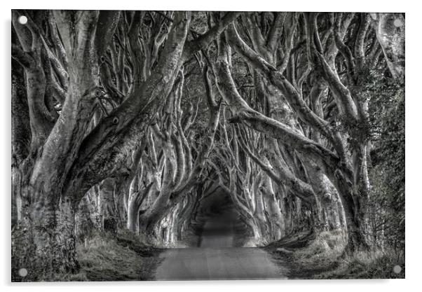 The dark hedges in black and white Acrylic by HQ Photo