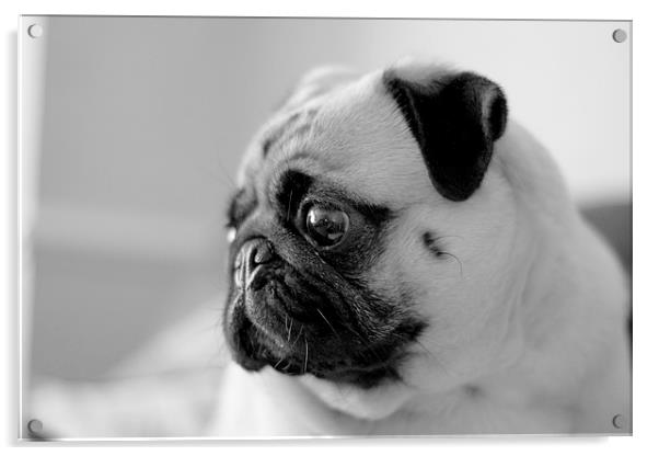  Oscar Milo (pug) Acrylic by paul middleton
