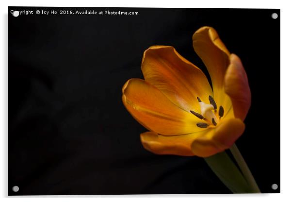Orange Tulip Acrylic by Icy Ho