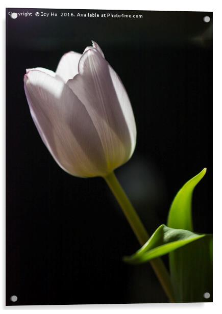 Morning Tulip Acrylic by Icy Ho
