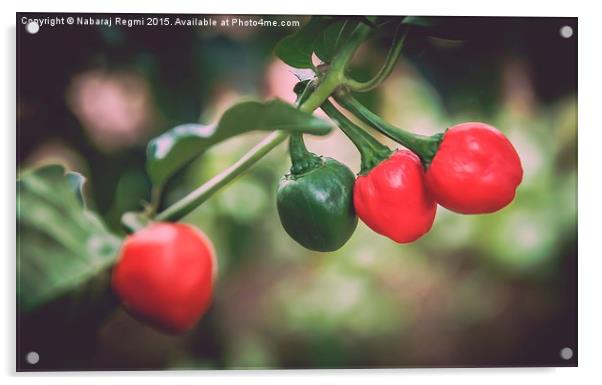  Chilli Acrylic by Nabaraj Regmi