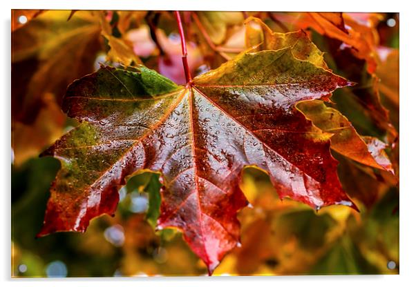 Glorious Autumn Acrylic by Fay Martyn