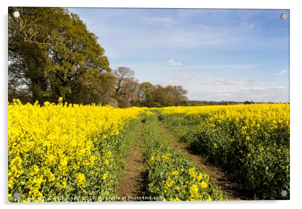 Wirral Rapeseed Beauty   Acrylic by David Chennell