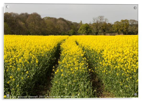 Wirral Rapeseed Beauty  Acrylic by David Chennell