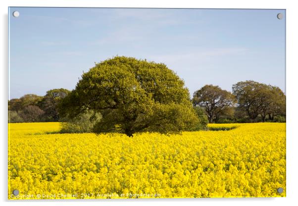 Rapeseed Beauty  Acrylic by David Chennell