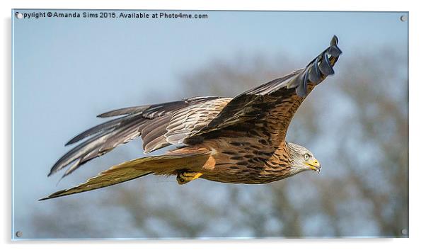  Red Kite in Flight Acrylic by Amanda Sims