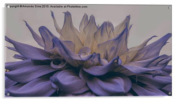  Blue Flower Explosion Acrylic by Amanda Sims