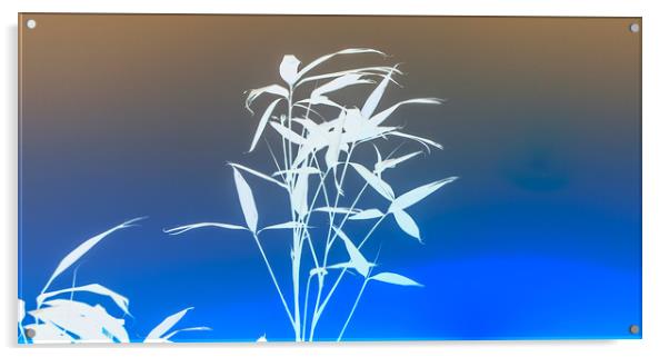 Japanese blue Acrylic by robert marshall