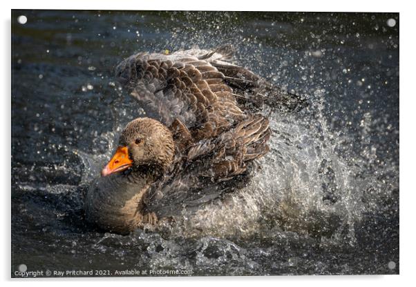 Greylag Goose Acrylic by Ray Pritchard