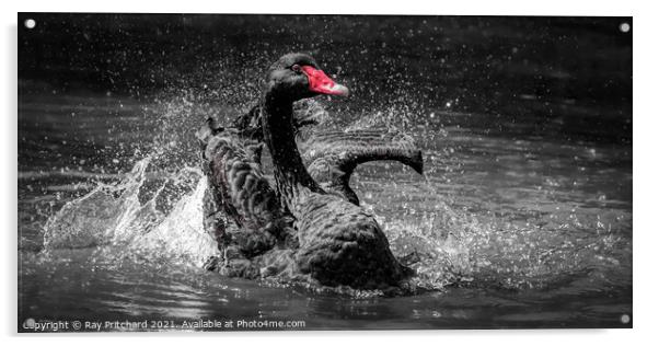 Black Swan Acrylic by Ray Pritchard