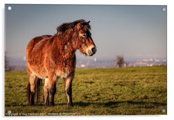 Exmoor Pony On Cleadon Hills Acrylic by Ray Pritchard