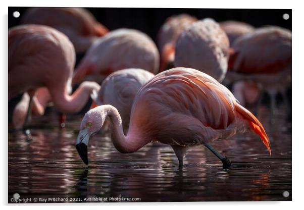 Flamingo Acrylic by Ray Pritchard