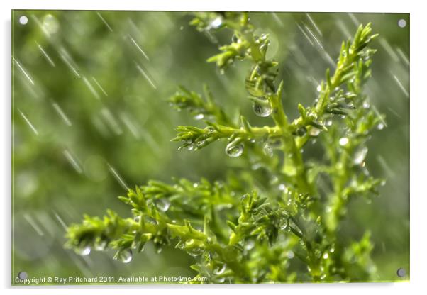 Conifer in the Rain Acrylic by Ray Pritchard