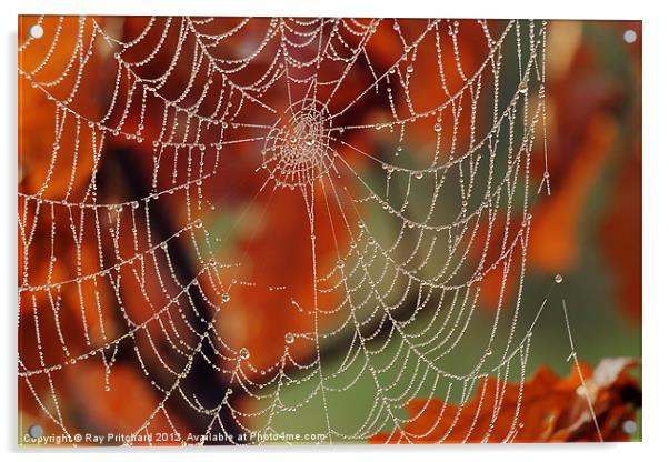 Dew Covered Web Acrylic by Ray Pritchard