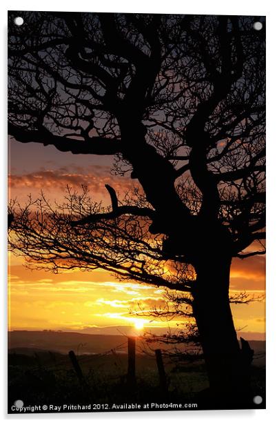 Sunset and Tree Acrylic by Ray Pritchard