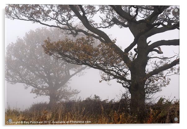 Trees in the Mist Acrylic by Ray Pritchard