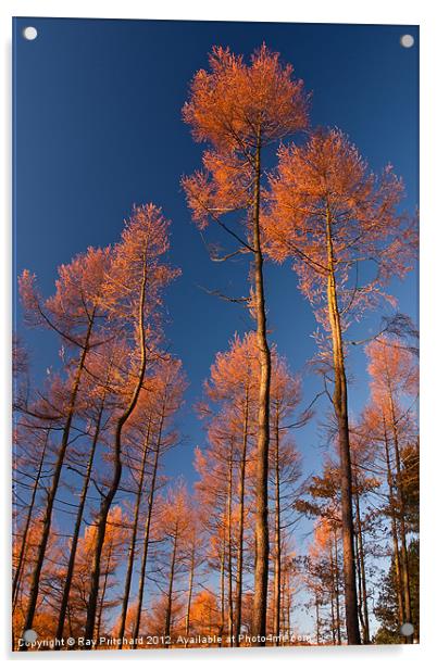 Autumn Pines Acrylic by Ray Pritchard