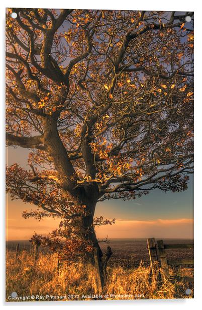 Autumn Tree Acrylic by Ray Pritchard