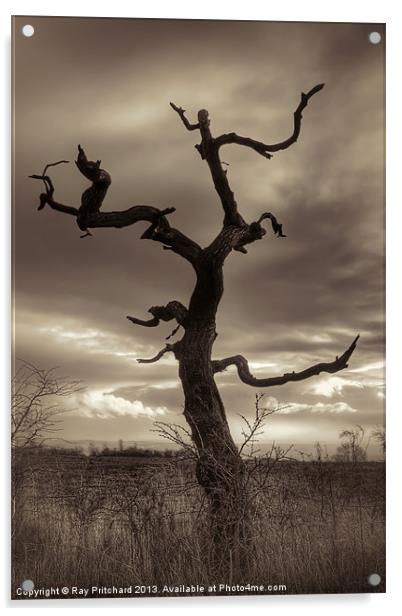 Lone Tree Acrylic by Ray Pritchard