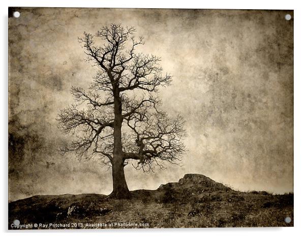 Tree At Park Brow Acrylic by Ray Pritchard