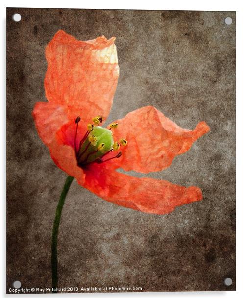 Textured Poppy Acrylic by Ray Pritchard