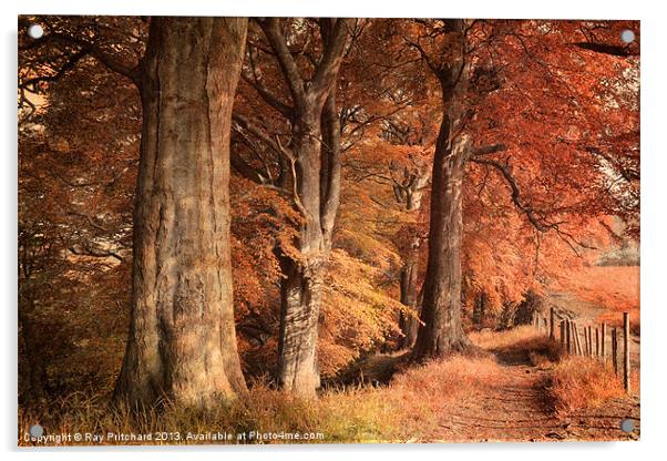Ousbrough Woods(Colour Textured) Acrylic by Ray Pritchard