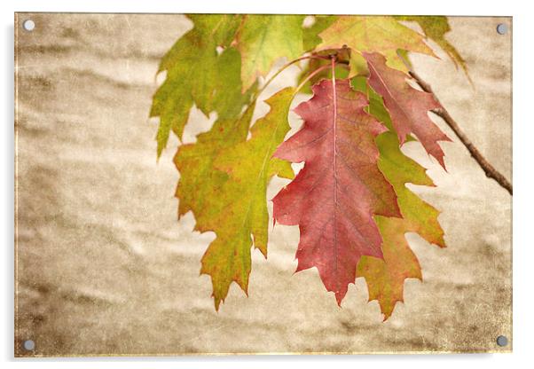 Autumn Already Acrylic by Ray Pritchard