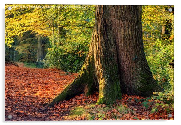 Tree Trunk Acrylic by Ray Pritchard