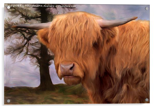 Highland Cow Acrylic by Ray Pritchard