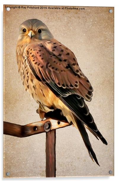 Kestrel Paint Over II Acrylic by Ray Pritchard